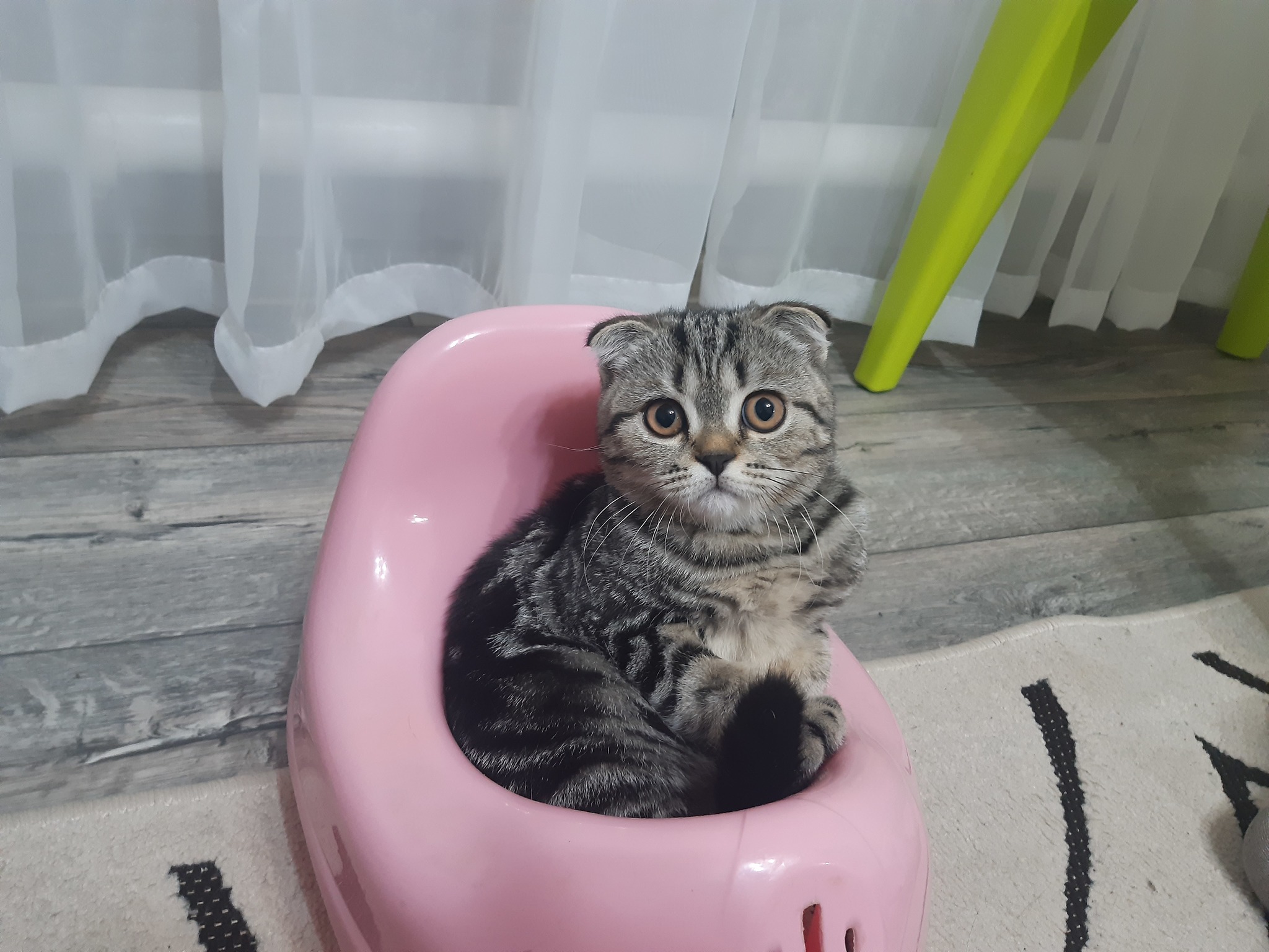 Kitten on the potty - cat, Animals, The photo