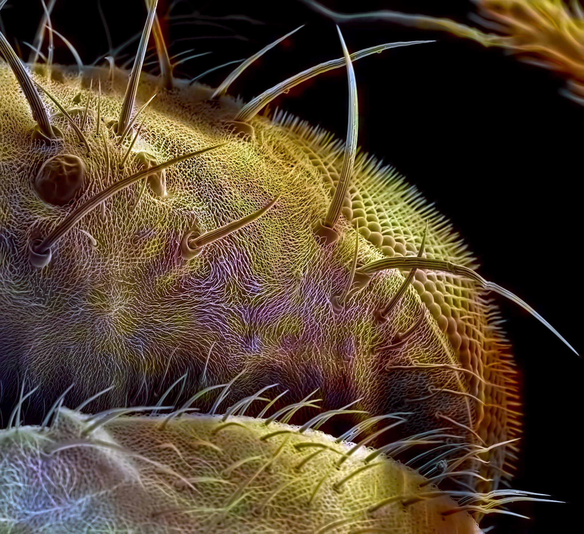 Planet Drosophila - My, Microfilming, Муха, Electron microscope, Insects, Facet eye