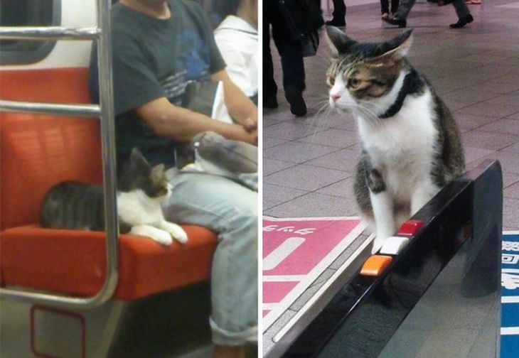 A cat from Tokyo travels independently on the subway - Japan, cat, Metro, Longpost