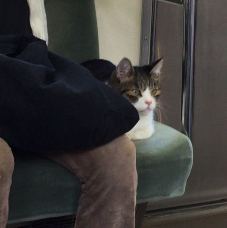 A cat from Tokyo travels independently on the subway - Japan, cat, Metro, Longpost