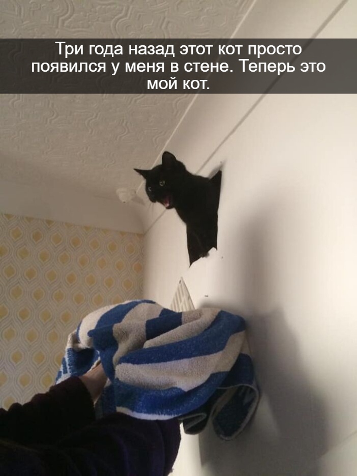 My house, not my cat - cat, Picture with text, Longpost