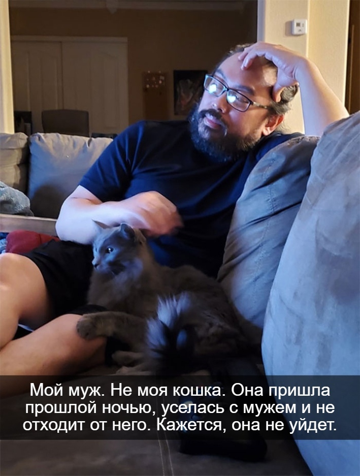 My house, not my cat - cat, Picture with text, Longpost