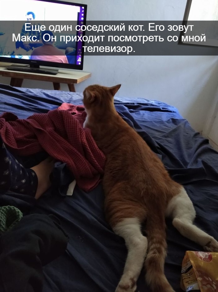 My house, not my cat - cat, Picture with text, Longpost