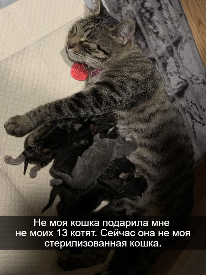 Мой дом, не мой кот - Кот, Картинка с текстом, Длиннопост