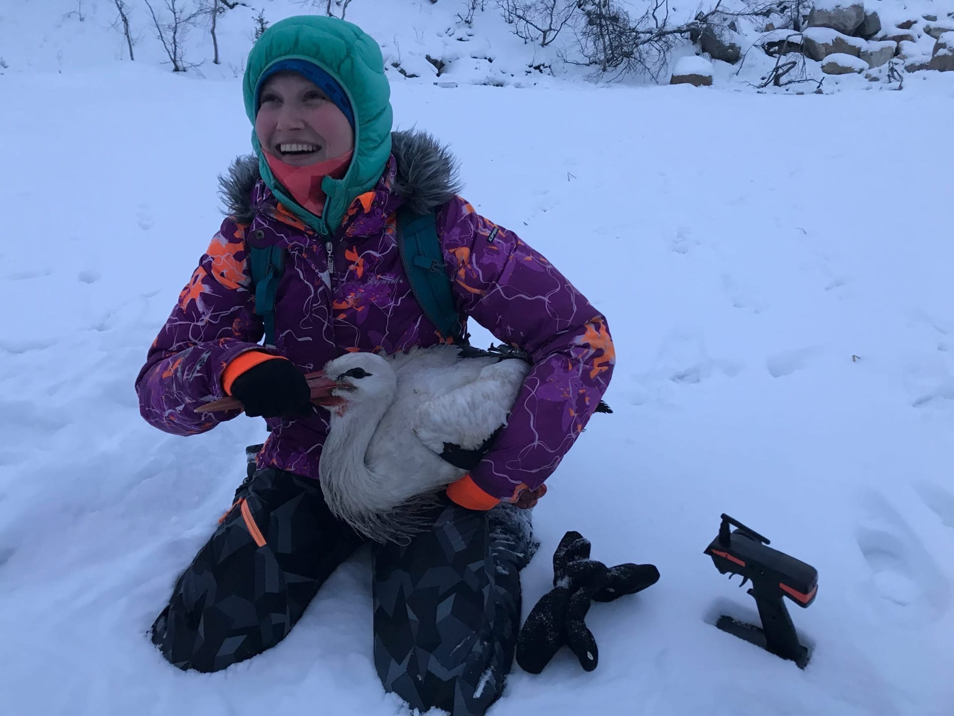 Unusual Passenger - Murmansk, Stork, Animal Rescue, Animal defenders, Red Book, Murmansk region, Kindness, Longpost, Birds