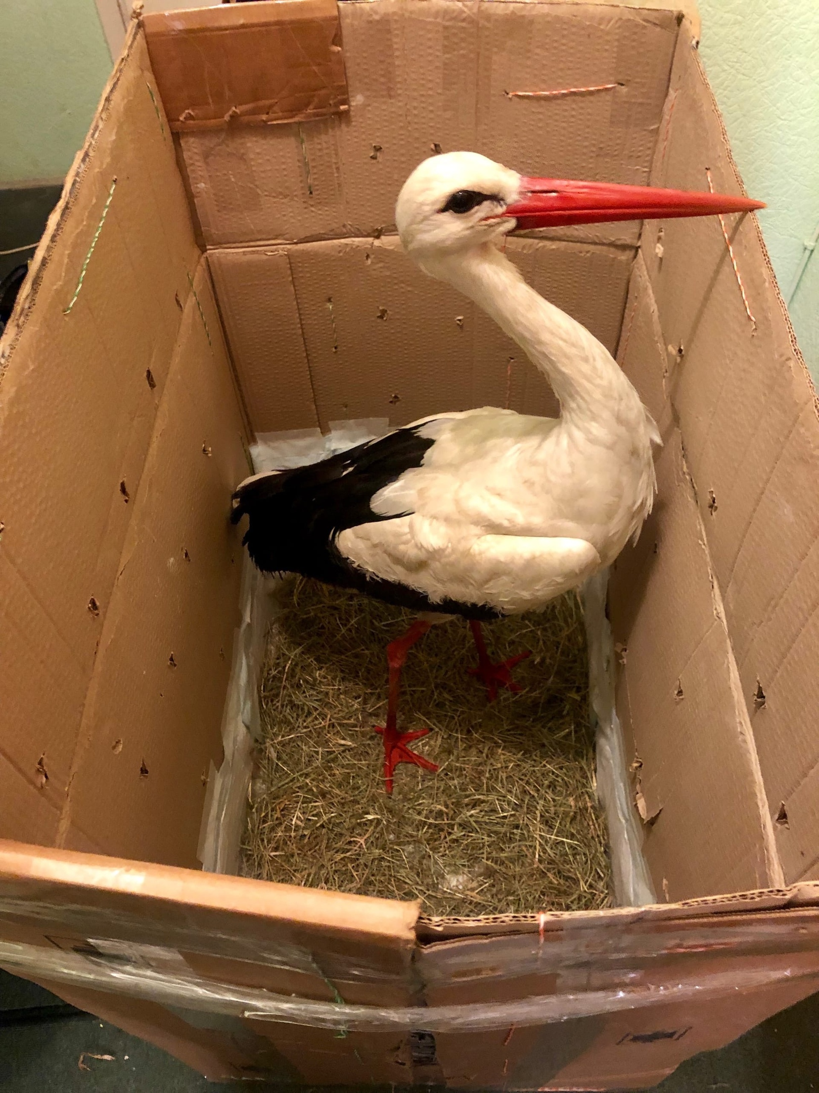 Unusual Passenger - Murmansk, Stork, Animal Rescue, Animal defenders, Red Book, Murmansk region, Kindness, Longpost, Birds