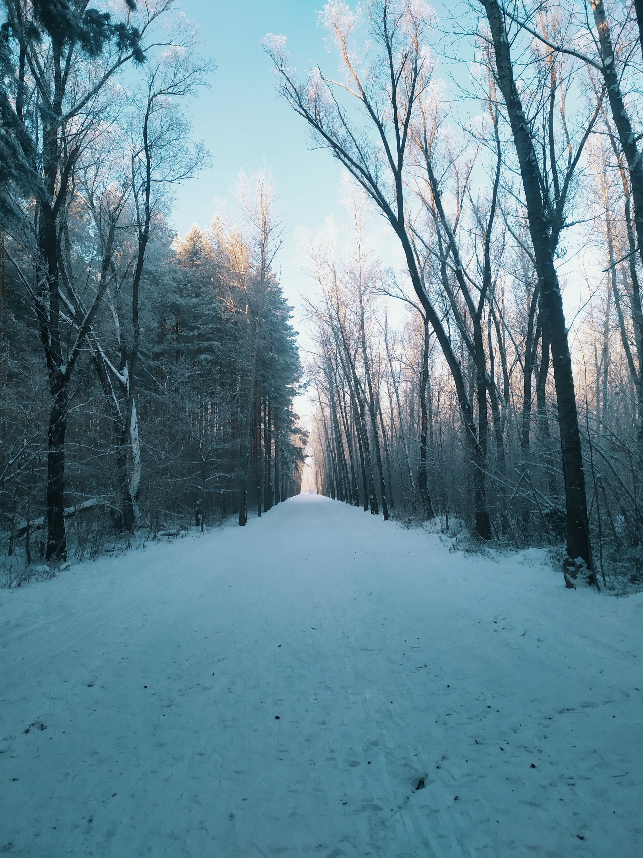 Crap. Lost - My, The photo, Nature, Forest, Winter, Idleness, Longpost