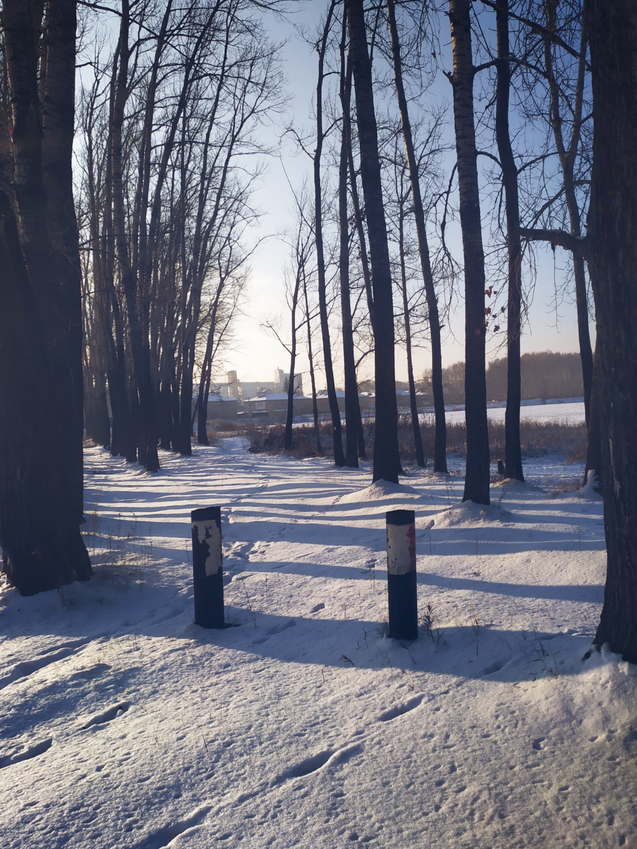 Crap. Lost - My, The photo, Nature, Forest, Winter, Idleness, Longpost