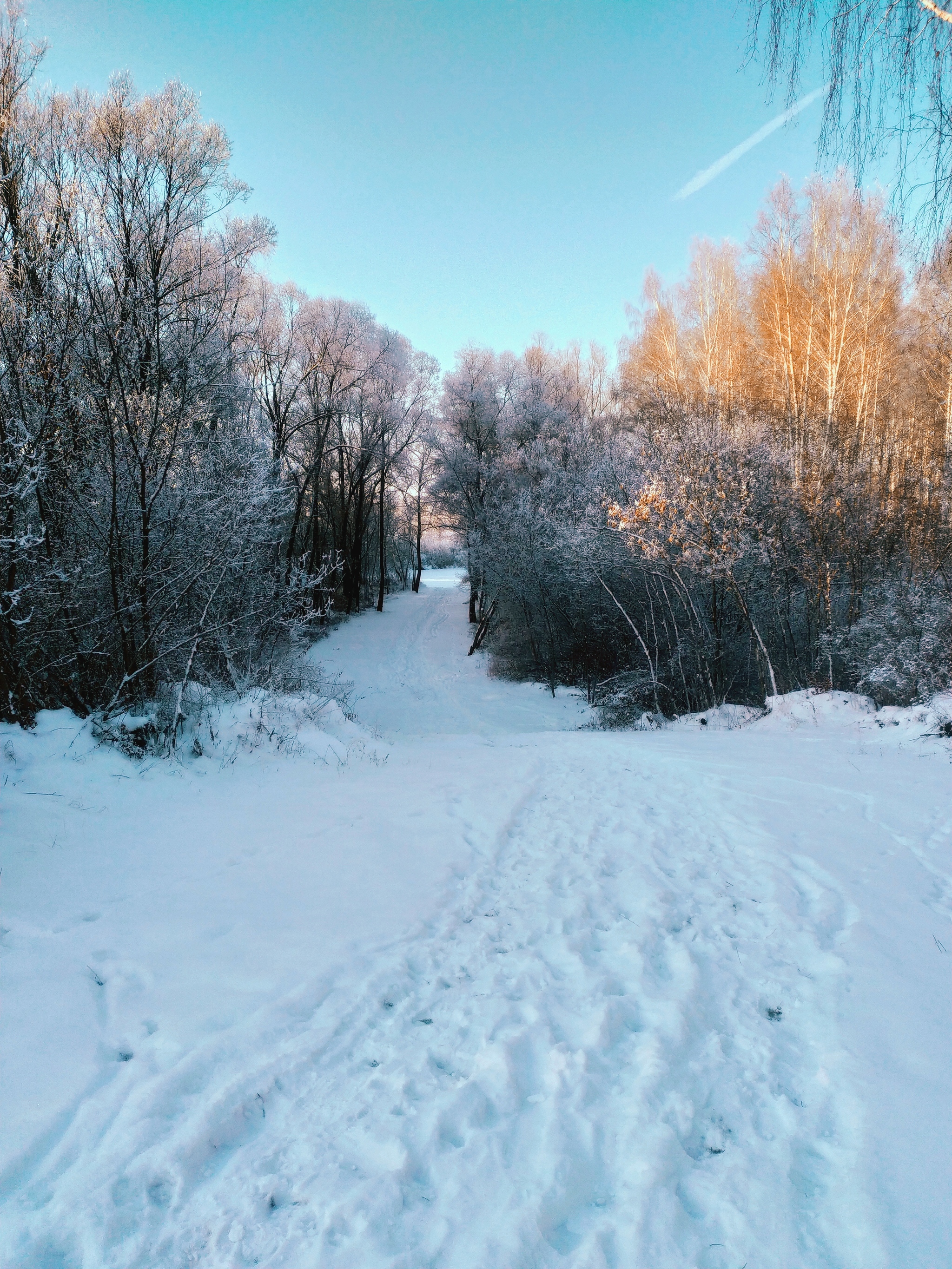 Crap. Lost - My, The photo, Nature, Forest, Winter, Idleness, Longpost