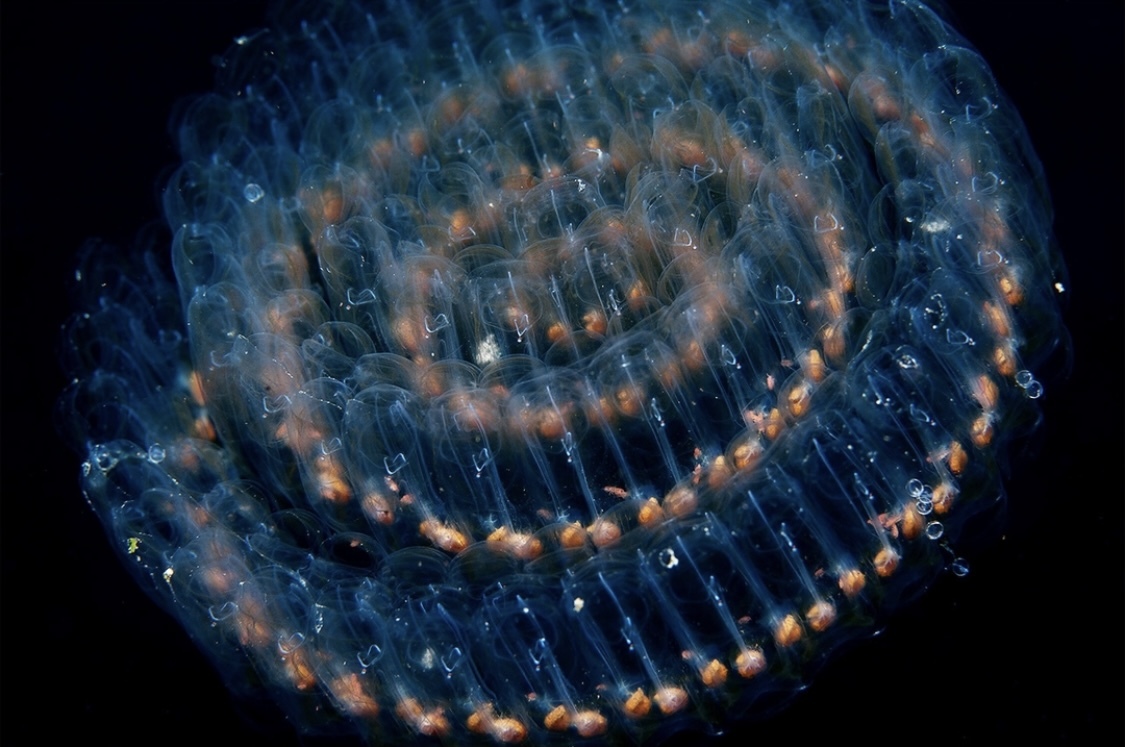 Salps: sea garlands “with illumination” - Flora, Underwater world, Sakhalin, Moneron, Informative, Longpost, Salpa