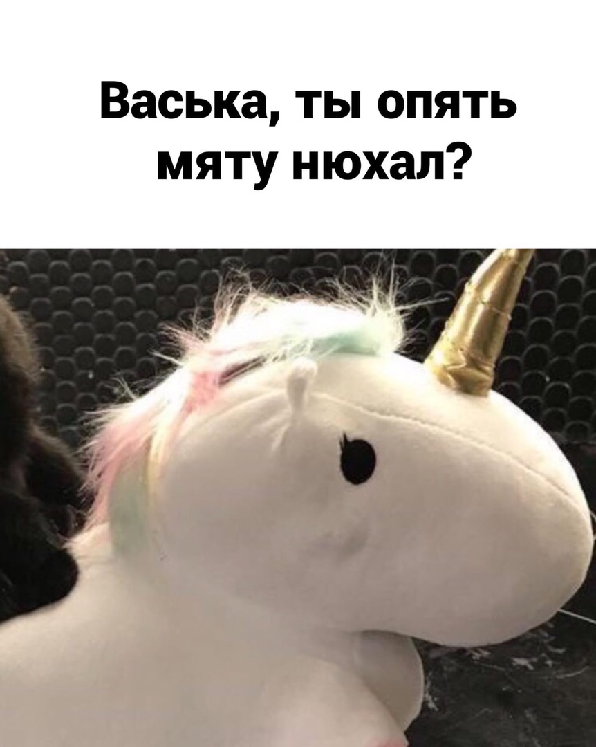 Geralt :) - Humor, Images, Picture with text, The Witcher 3: Wild Hunt, Roach, cat, Unicorn, Milota, Longpost