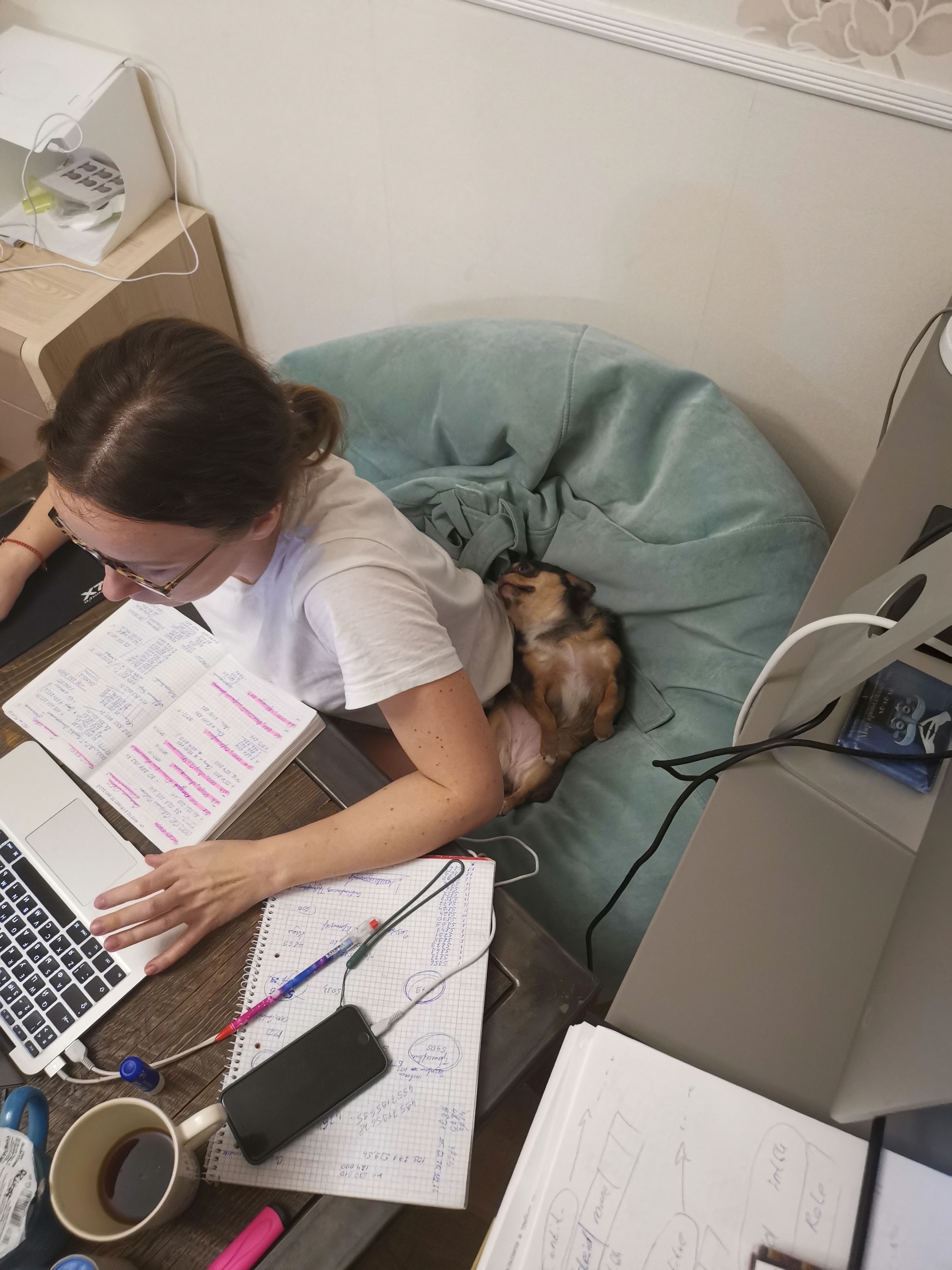 Work dog - My, Dog, Remote work, Milota, Animals