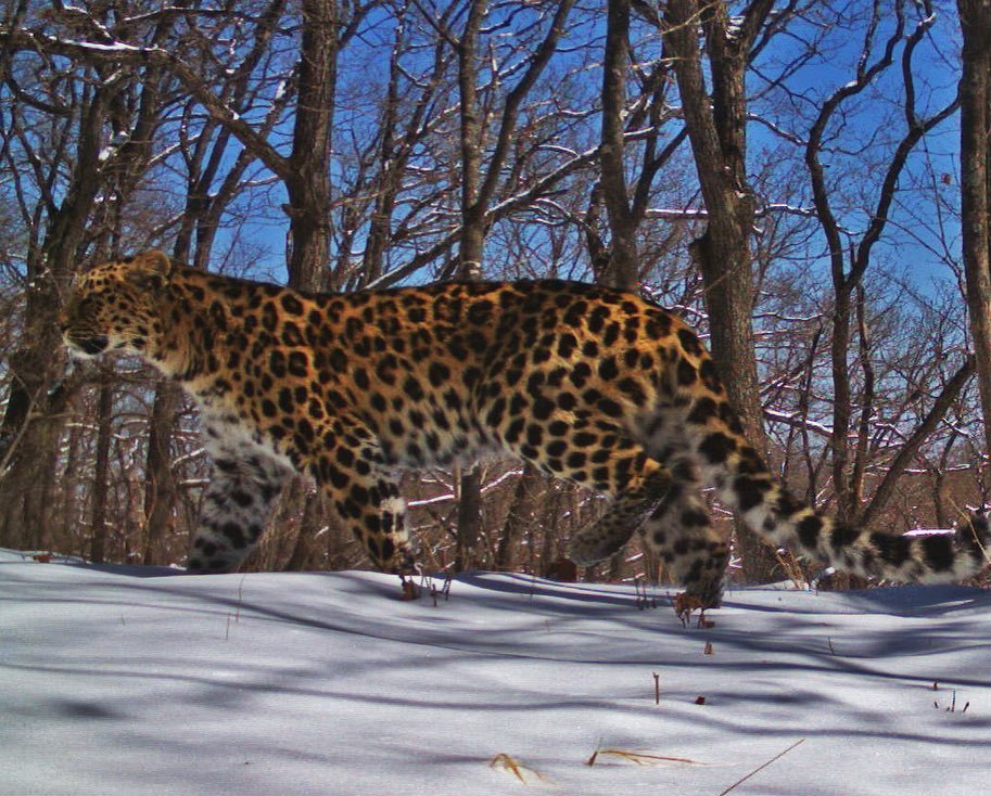 Young and beautiful cat - Leopard, Big cats, National park, Land of the Leopard, The photo, Longpost, Wild animals