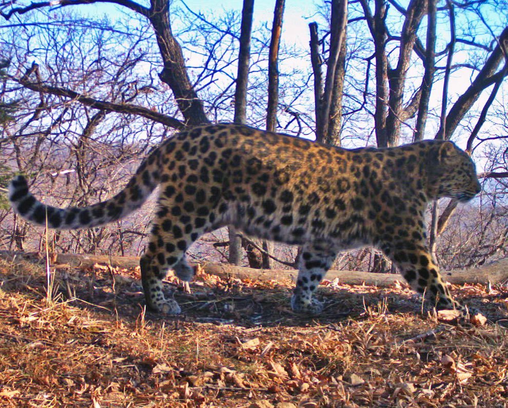 Young and beautiful cat - Leopard, Big cats, National park, Land of the Leopard, The photo, Longpost, Wild animals