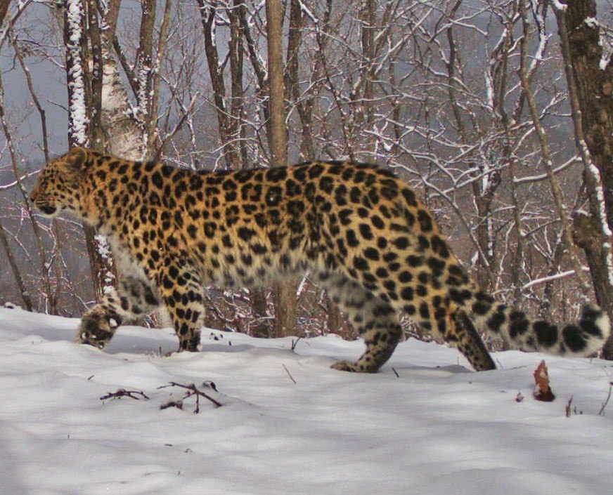 Young and beautiful cat - Leopard, Big cats, National park, Land of the Leopard, The photo, Longpost, Wild animals