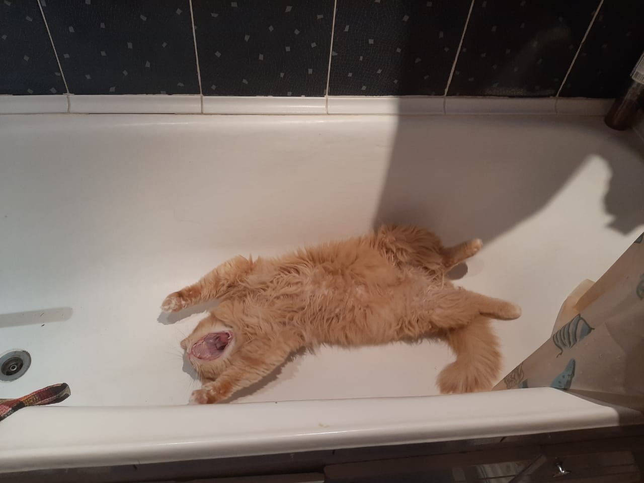 Рыжий кот в ванне с пеной