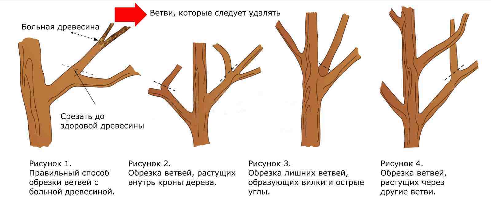 Reply to the post “Is it normal to cut down city trees like this?” - My, Let's save the trees, Town, Tree, Beautification, Pruning trees, Crowning, Urbanism, Urban environment, Reply to post, Longpost