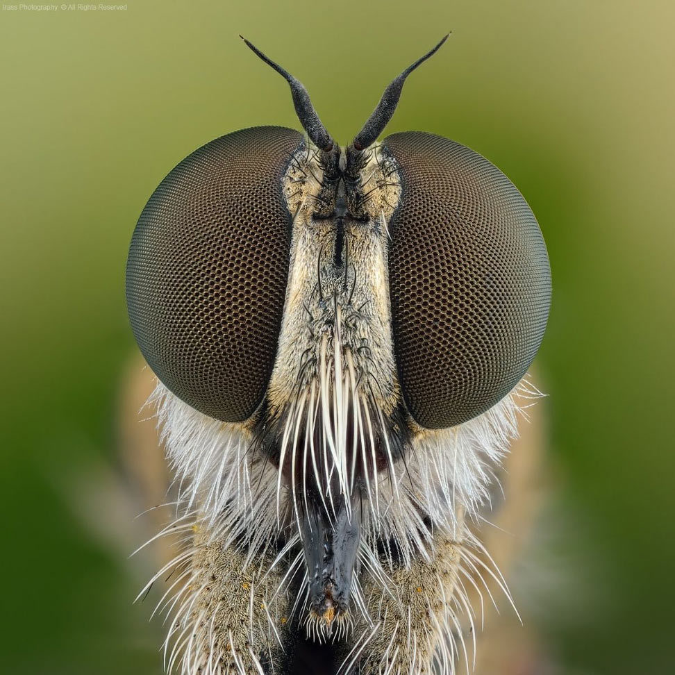 Insect portraits - Insects, The photo, Macro photography, Longpost