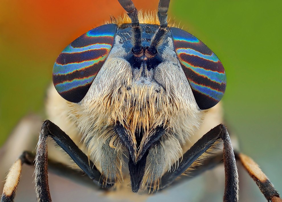 Insect portraits - Insects, The photo, Macro photography, Longpost