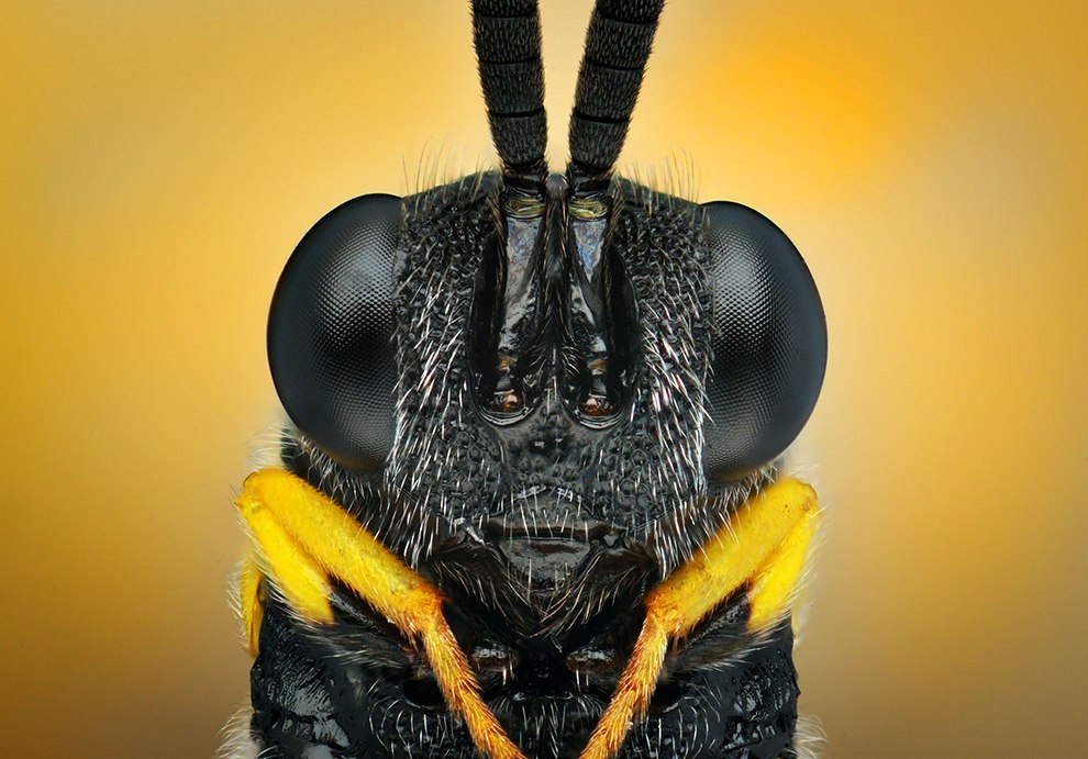 Insect portraits - Insects, The photo, Macro photography, Longpost