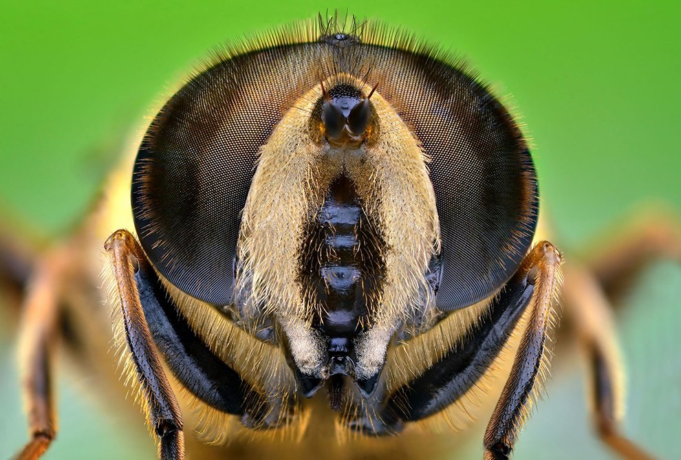 Insect portraits - Insects, The photo, Macro photography, Longpost