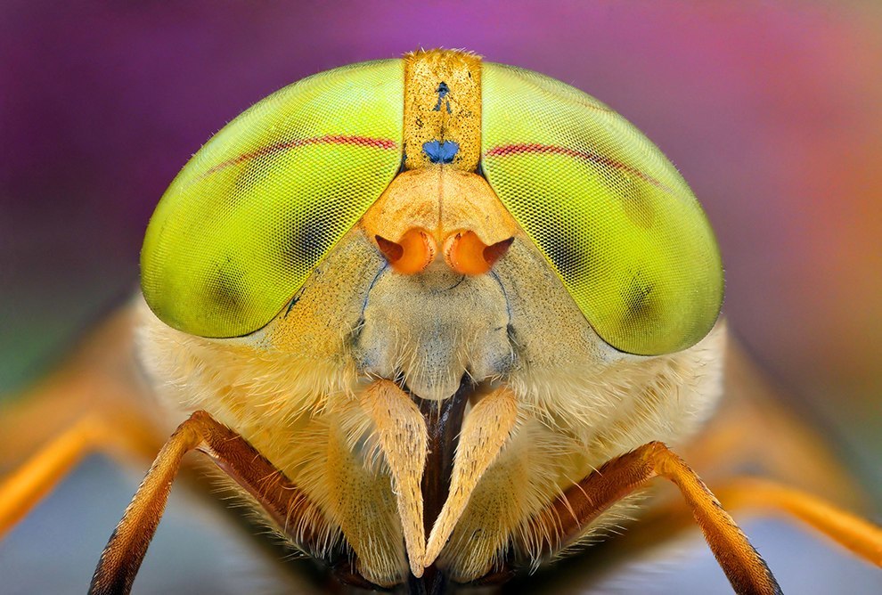 Insect portraits - Insects, The photo, Macro photography, Longpost