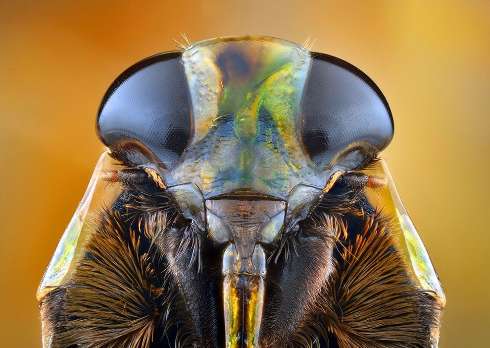 Insect portraits - Insects, The photo, Macro photography, Longpost