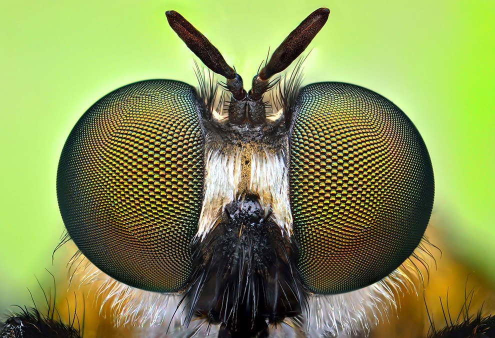 Insect portraits - Insects, The photo, Macro photography, Longpost