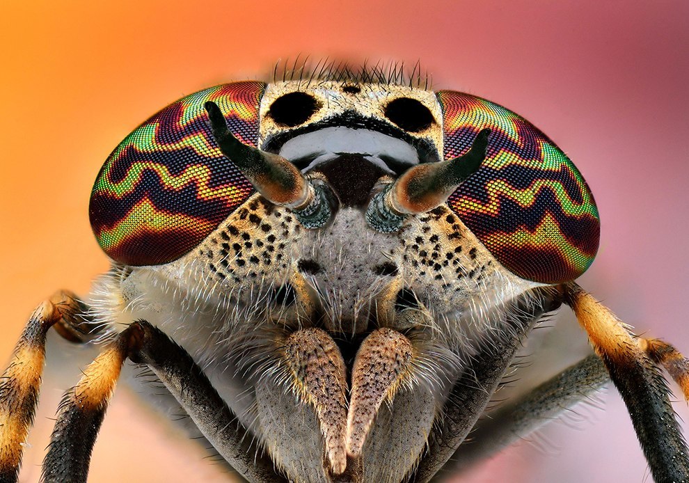 Insect portraits - Insects, The photo, Macro photography, Longpost