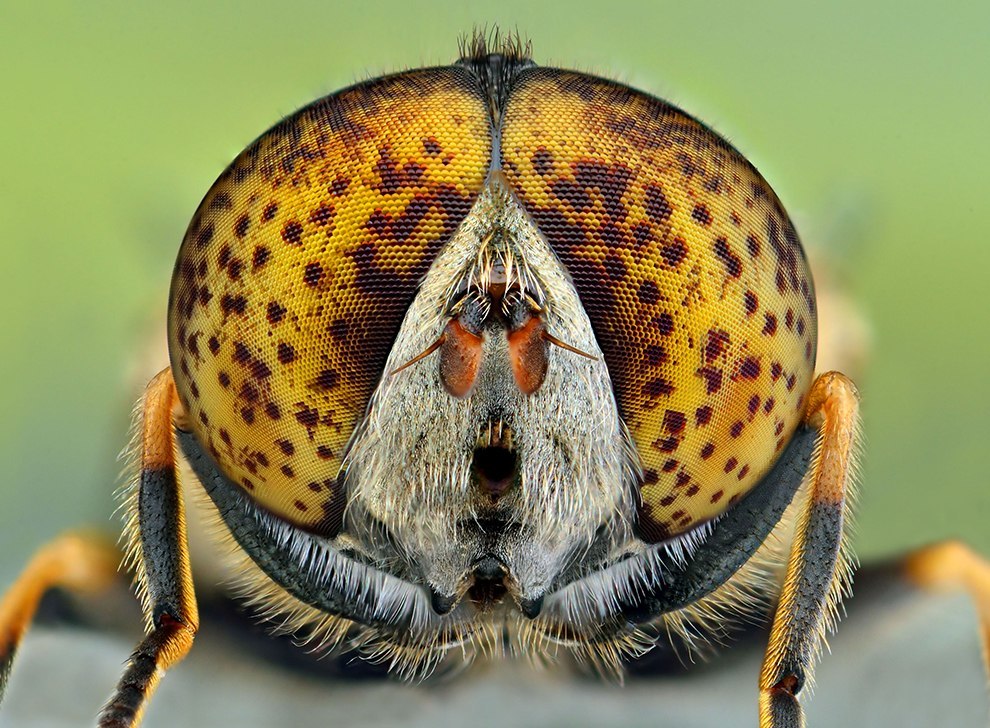 Insect portraits - Insects, The photo, Macro photography, Longpost