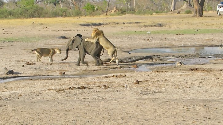 Lion versus elephant: unusual hunting tactics - a lion, Lioness, Big cats, Elephants, Hunting, Negative, Africa, Video, Longpost, The national geographic