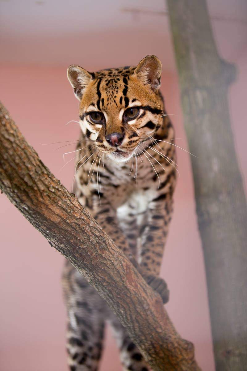 Ocelot named Ozik - Ocelot, Small cats, Milota, The photo, Longpost