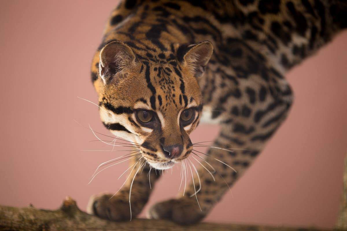 Ocelot named Ozik - Ocelot, Small cats, Milota, The photo, Longpost