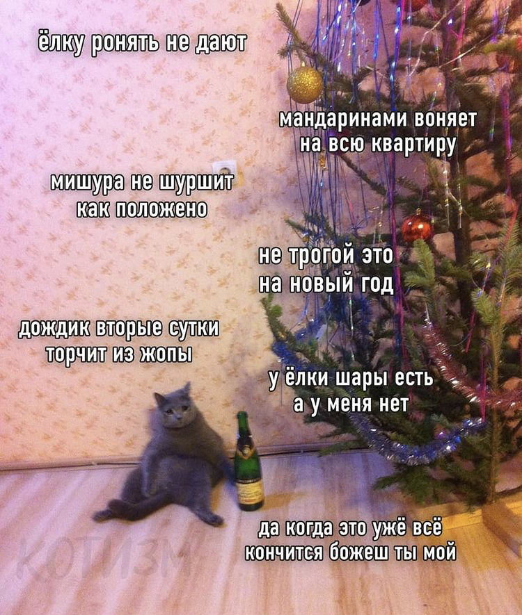 New Year's Eve) - New Year, cat, Question, The photo, Picture with text