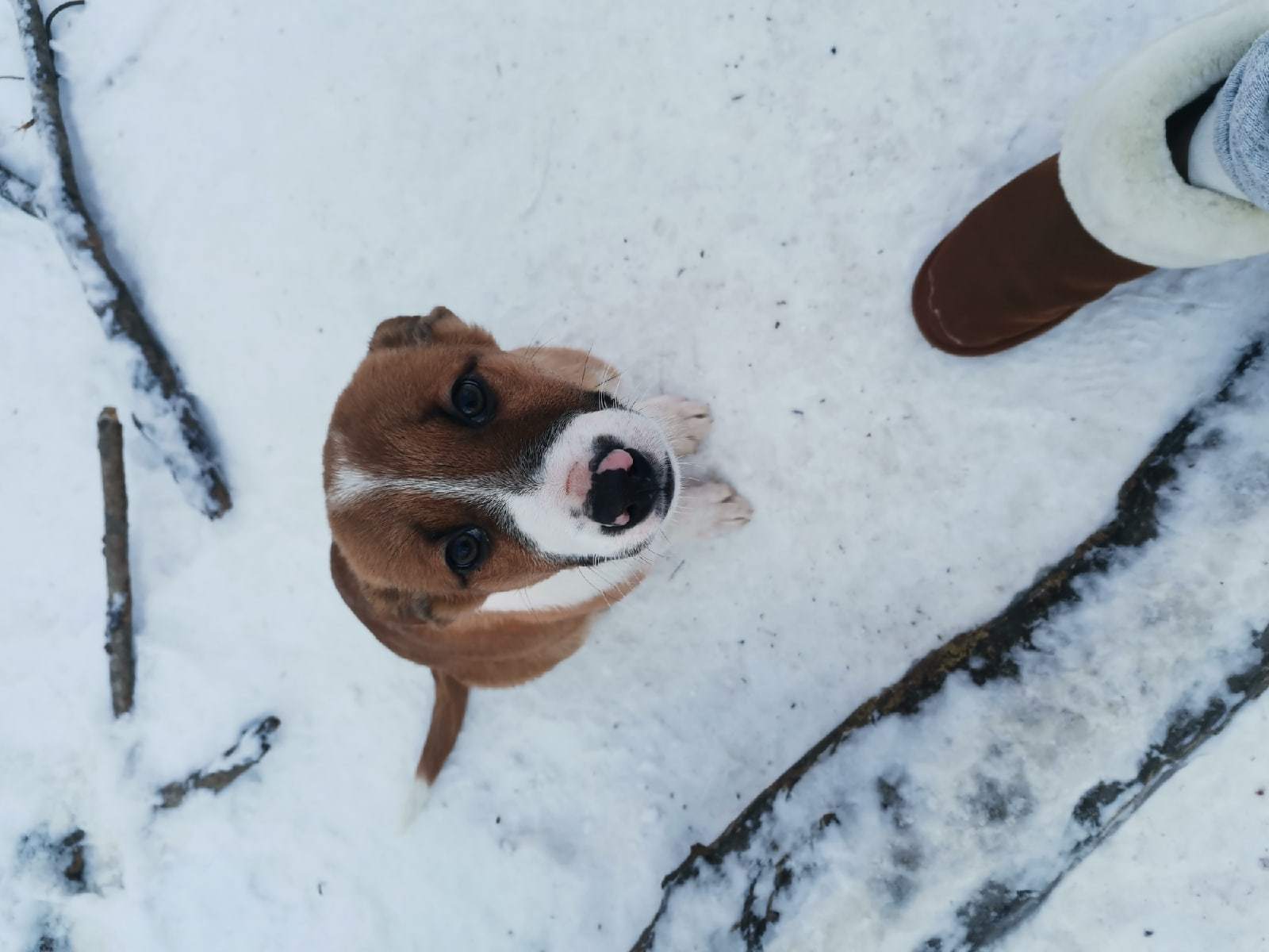 Peekaboo Power, help! - The strength of the Peekaboo, No rating, In good hands, Help, Homeless animals, Volunteering, Puppies, Dog, Good league, New Year's miracle, Dog lovers, Dog days, Dogs and people, Longpost, Sergiev Posad, Moscow region