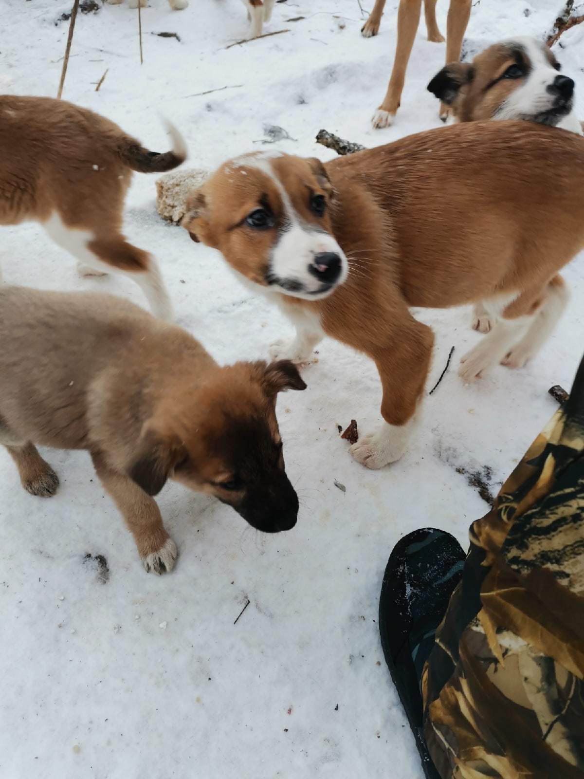 Peekaboo Power, help! - The strength of the Peekaboo, No rating, In good hands, Help, Homeless animals, Volunteering, Puppies, Dog, Good league, New Year's miracle, Dog lovers, Dog days, Dogs and people, Longpost, Sergiev Posad, Moscow region