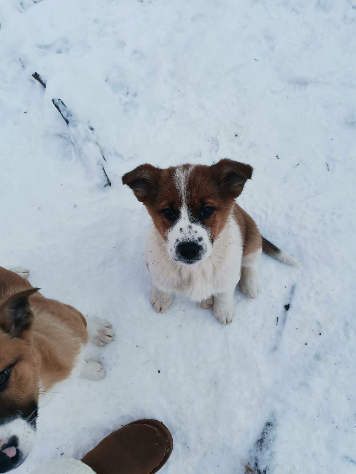 Peekaboo Power, help! - The strength of the Peekaboo, No rating, In good hands, Help, Homeless animals, Volunteering, Puppies, Dog, Good league, New Year's miracle, Dog lovers, Dog days, Dogs and people, Longpost, Sergiev Posad, Moscow region