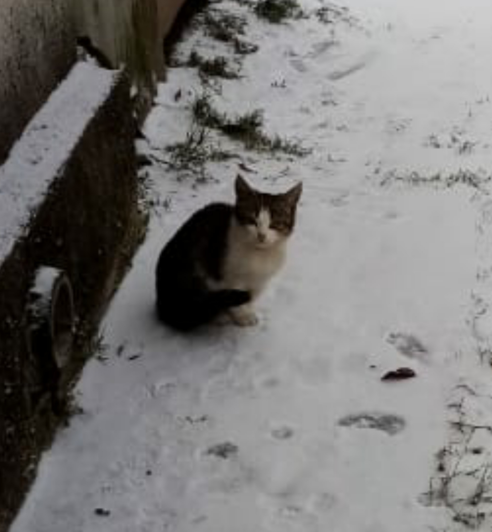 Who needs an unwanted kitten? - My, Kittens, cat, Shelter, Volunteering, In good hands, Pavlovsky Posad, Moscow region