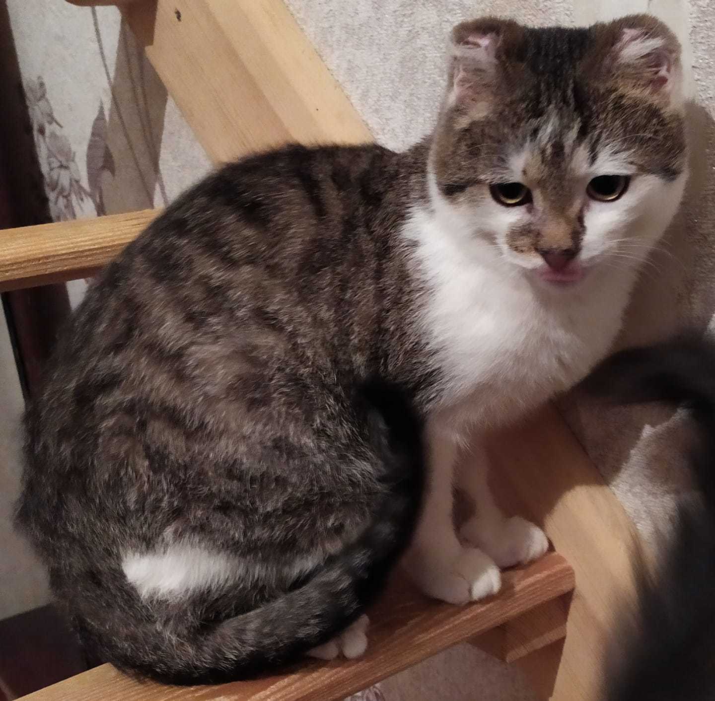 Plushik is a fire victim from Sirotino who suffered the most. Already completely healthy and in need of a new home. Lugansk region - My, cat, Kittens, In good hands, No rating, Lugansk region, Video