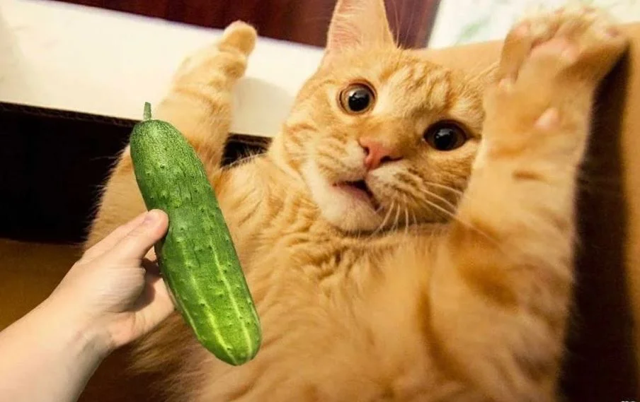 Why are cats afraid of cucumbers and bananas? - Animals, cat, The fright, Animal book, Yandex Zen, GIF, Longpost