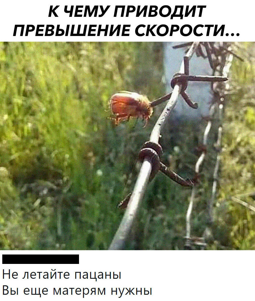 I'm literally laughing - Speed, Жуки, Picture with text, Comments