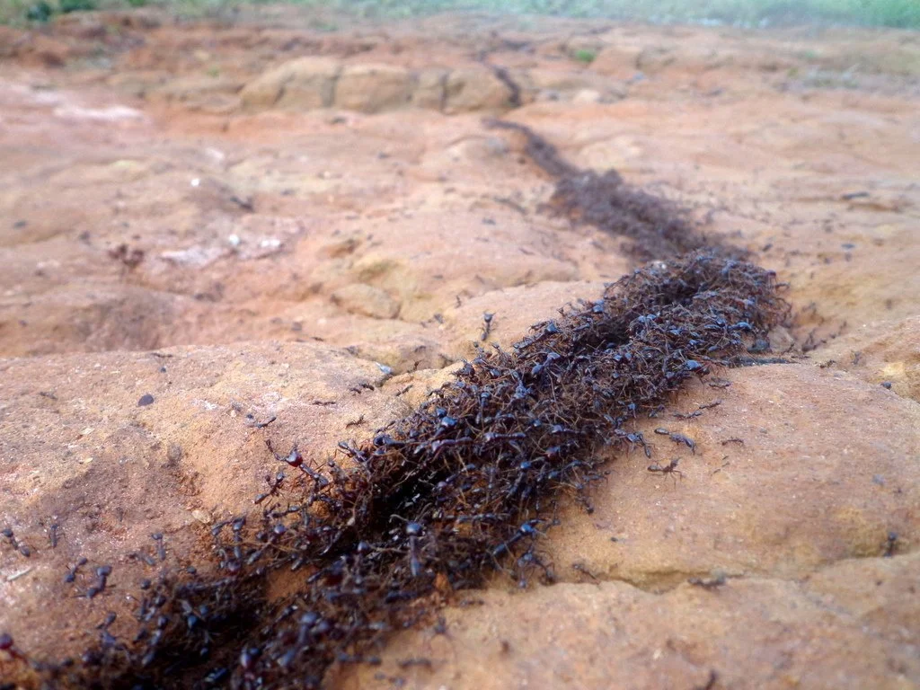 Carousel of Death: An eerie phenomenon from the world of ants. Cycle of extreme wasting - Insects, Negative, Yandex Zen, Ants, Animals, GIF, Longpost