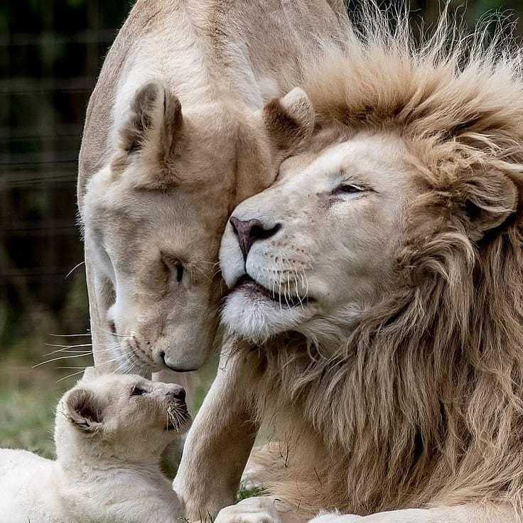 Happy family - dad, mom, me! - a lion, Lion cubs, Lioness, Big cats, Family, Milota