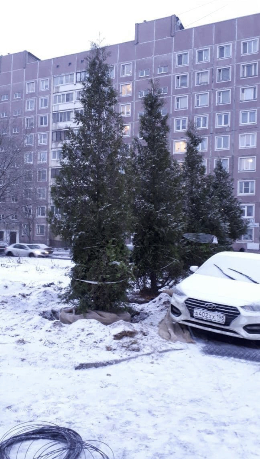 How in the Primorsky district they gave stolen Christmas trees to churches for Christmas - Negative, news, Saint Petersburg, Christmas trees, Church, Fontanka, Longpost