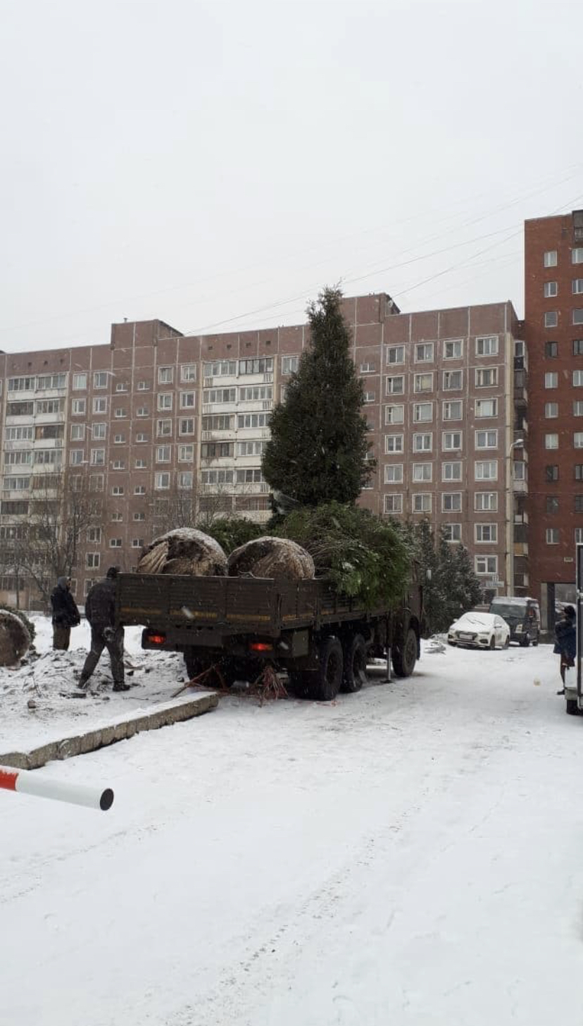 Как в Приморском районе подарили церкви к Рождеству ворованные ёлки - Негатив, Новости, Санкт-Петербург, Ёлки, Церковь, Фонтанка, Длиннопост