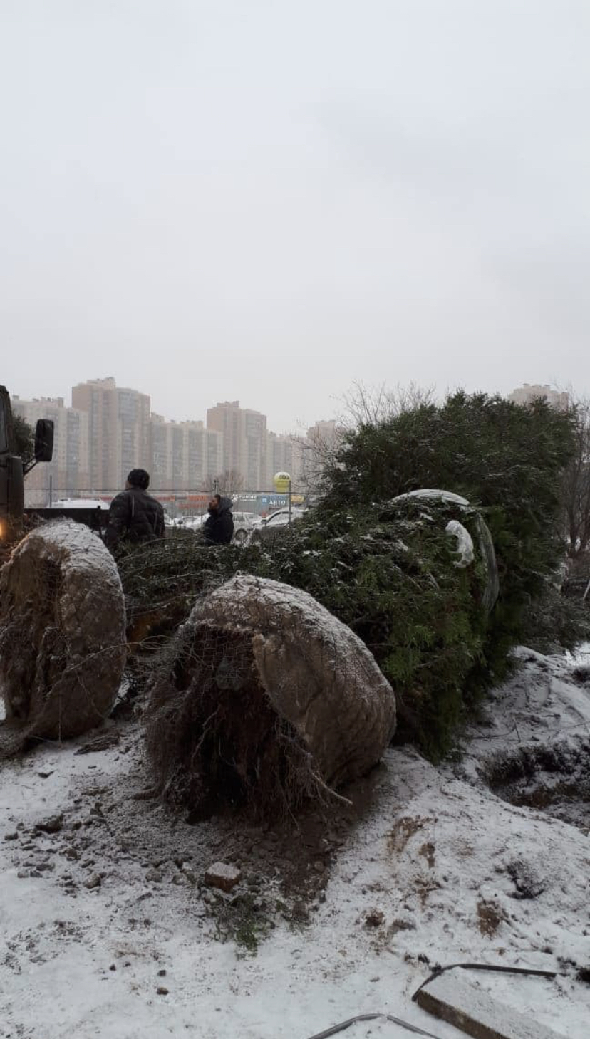 How in the Primorsky district they gave stolen Christmas trees to churches for Christmas - Negative, news, Saint Petersburg, Christmas trees, Church, Fontanka, Longpost