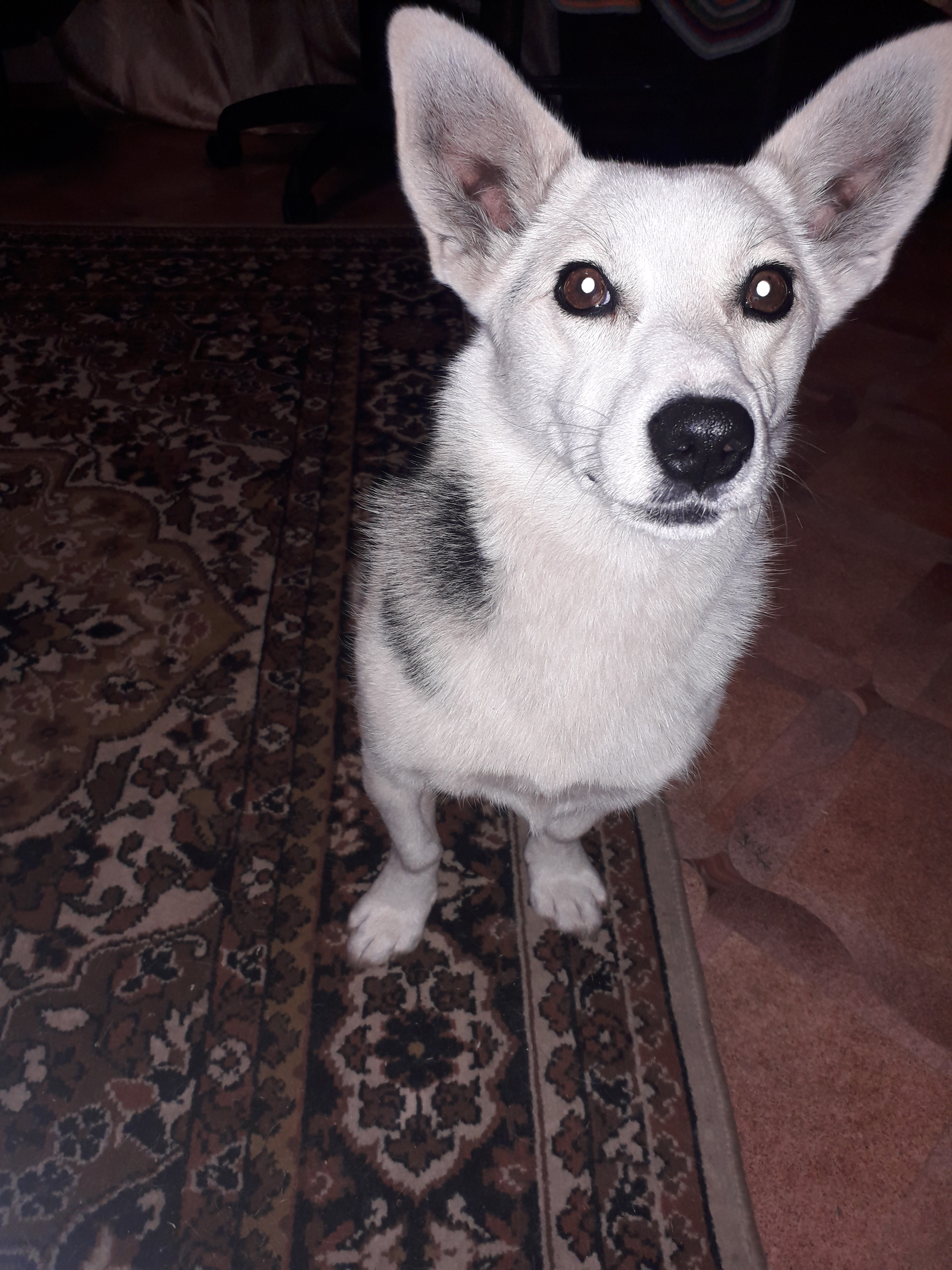 The dog is missing - My, Dog, The missing, Longpost, Tomsk, No rating, The dog is missing