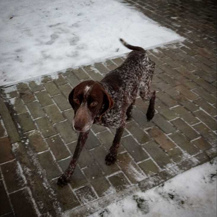 A shorthaired pointer dog was found in the Tula region - Lost, Dog, Hunting dogs, Master, Kurzhaar, Tula, Tula region, Bogoroditsk, Hunting, No rating, Help, Animals, Longpost, Found a dog