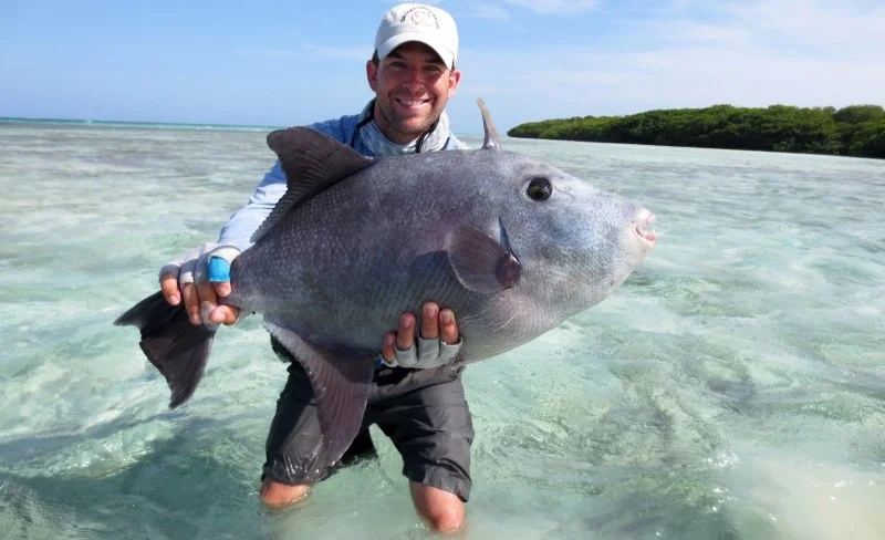 Triggerfish: Some kind of aggression and teeth grinding. A tropical fighter with a brawler personality - A fish, Animals, Yandex Zen, Longpost