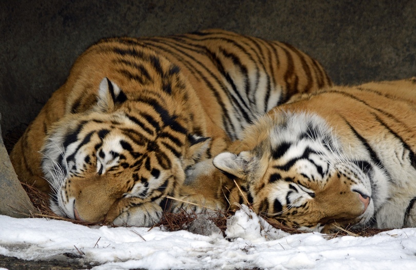 Sweet Dreams) - Tiger, Big cats, Milota, Wild animals, The photo, Animals, Cat family